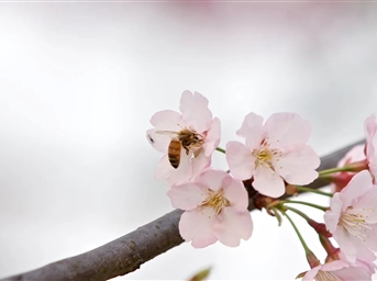 成都-炜岸城 | “洁”尽全力扮靓家园，擦亮城市“文明底色”！