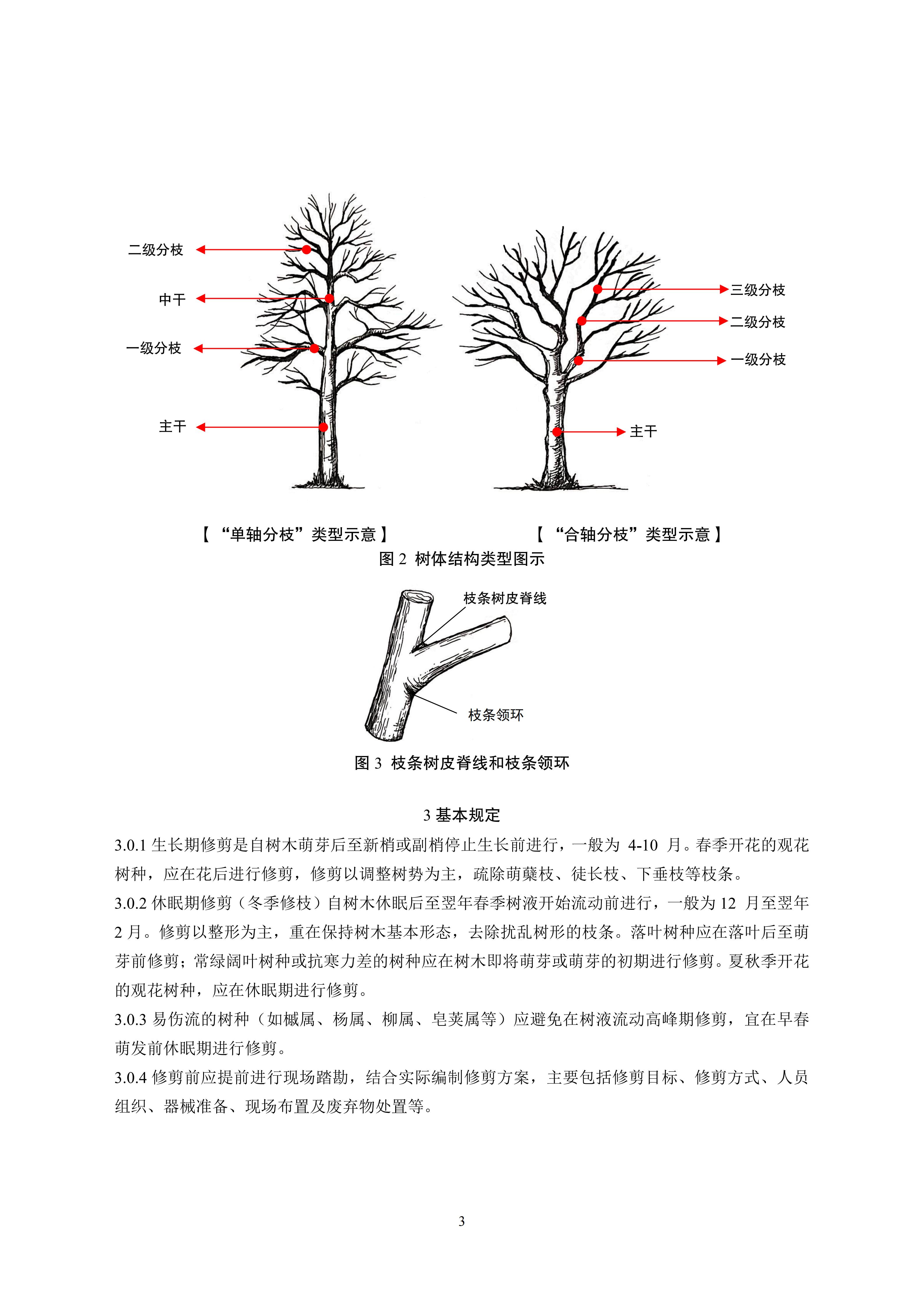 关于印发《成都市绿化乔木修枝技术导则（试行）》的通知（全）_06