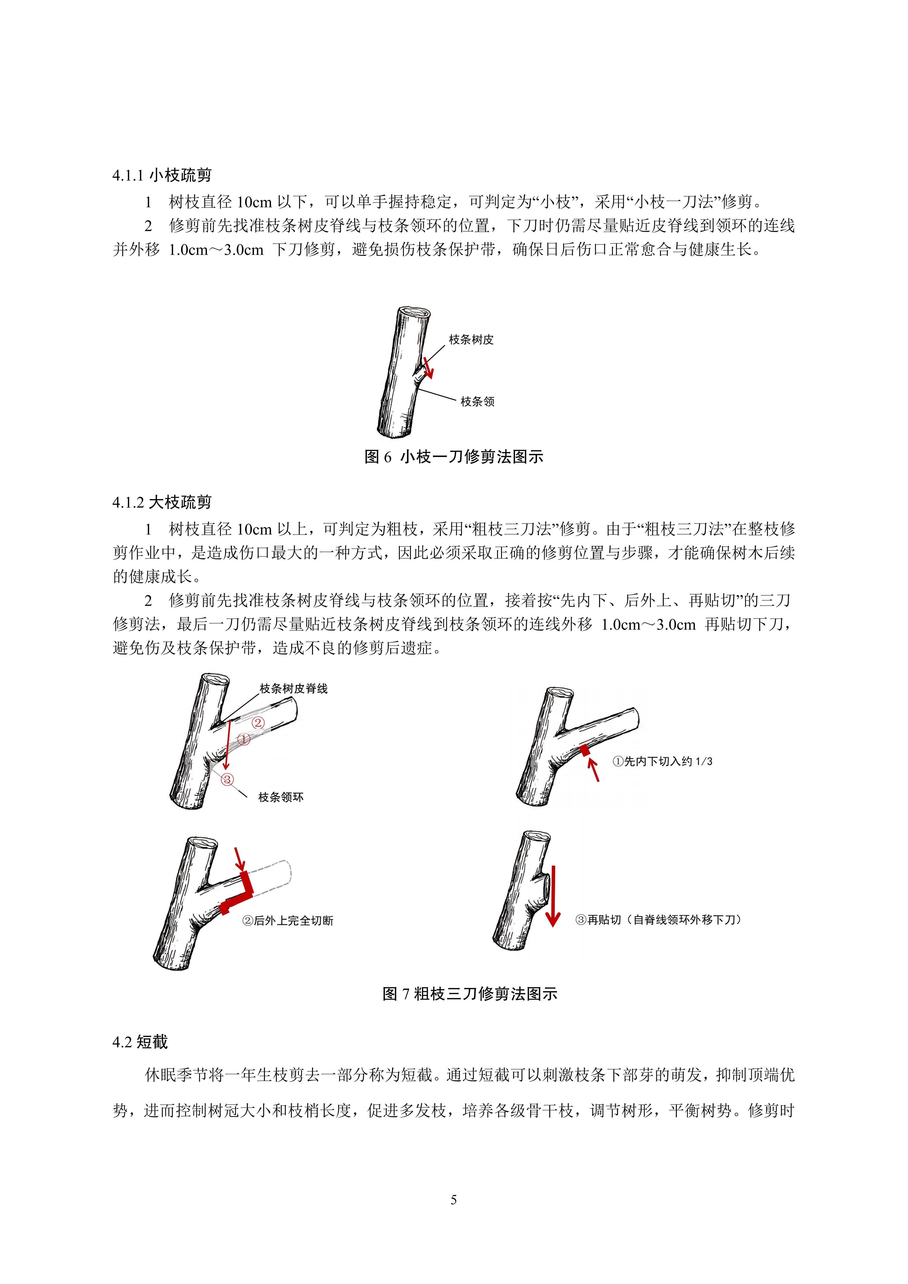 关于印发《成都市绿化乔木修枝技术导则（试行）》的通知（全）_08