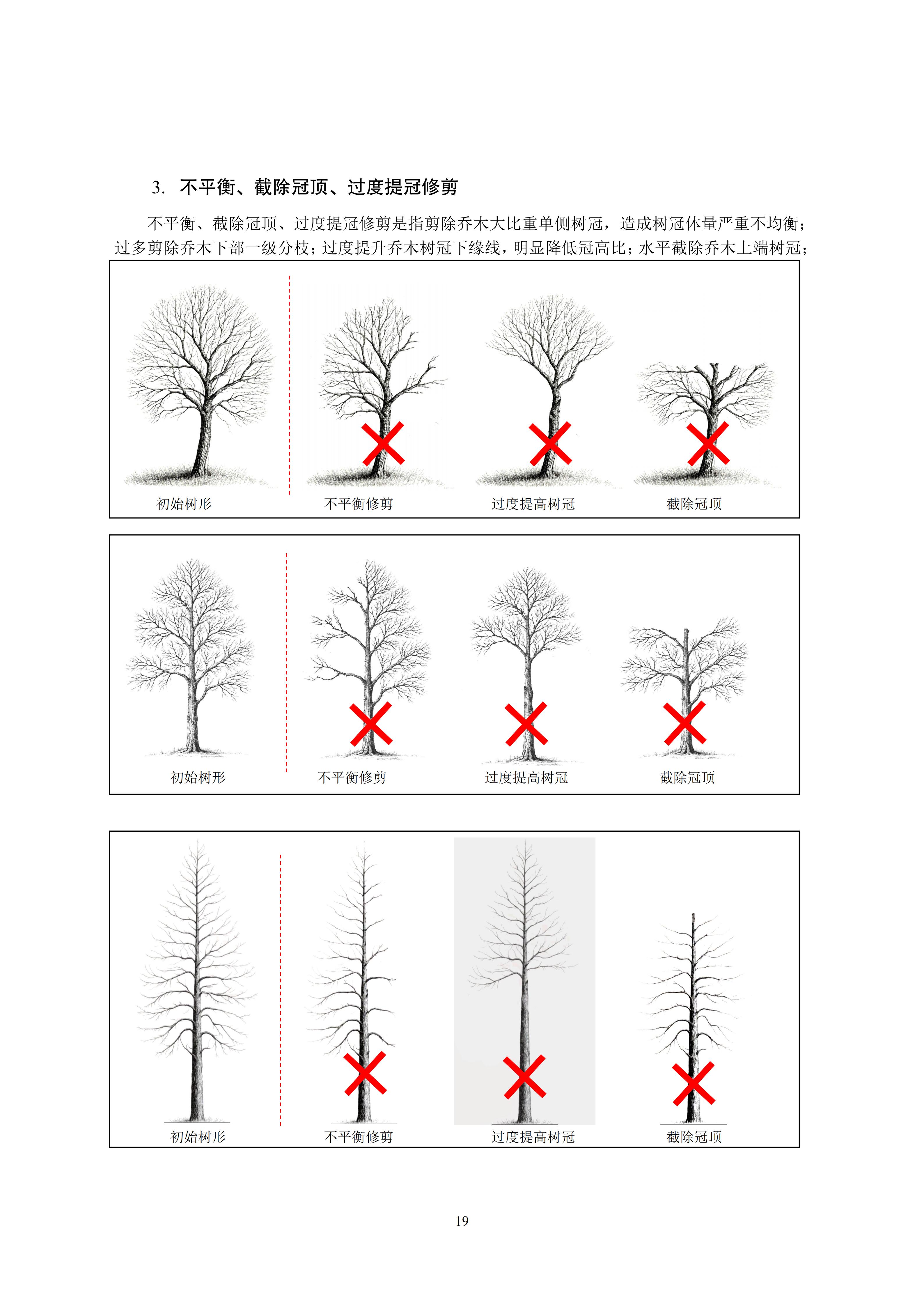 关于印发《成都市绿化乔木修枝技术导则（试行）》的通知（全）_22